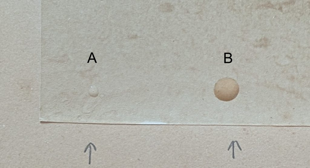 Tests préliminaires d'adhésif sur un tirage sur papier albuminé didactique monté sur un support secondaire. L'adhésif A présente une goutte claire, qui n'endommage pas la photographie. L'adhésif B présente une tache brun foncé plus large.